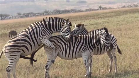 mating animals videos|animals mating hard zebra.